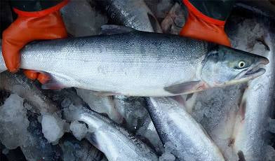 5 Lb frozen Sockeye box